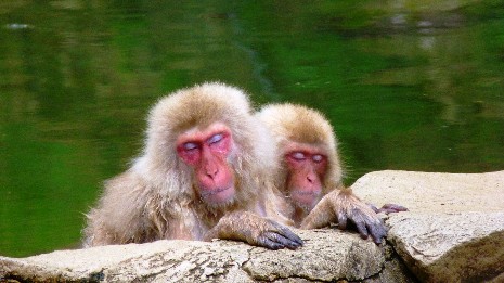 Yudanaka, Jigokudani snow monkeys